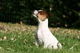 JACK RUSSEL 179